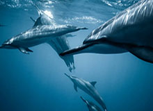 吉翔现身南京奥体，跟随“苏超”南京队进行赛前最后一练